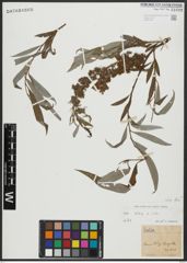 Foto von Salix alba subsp. alba L.